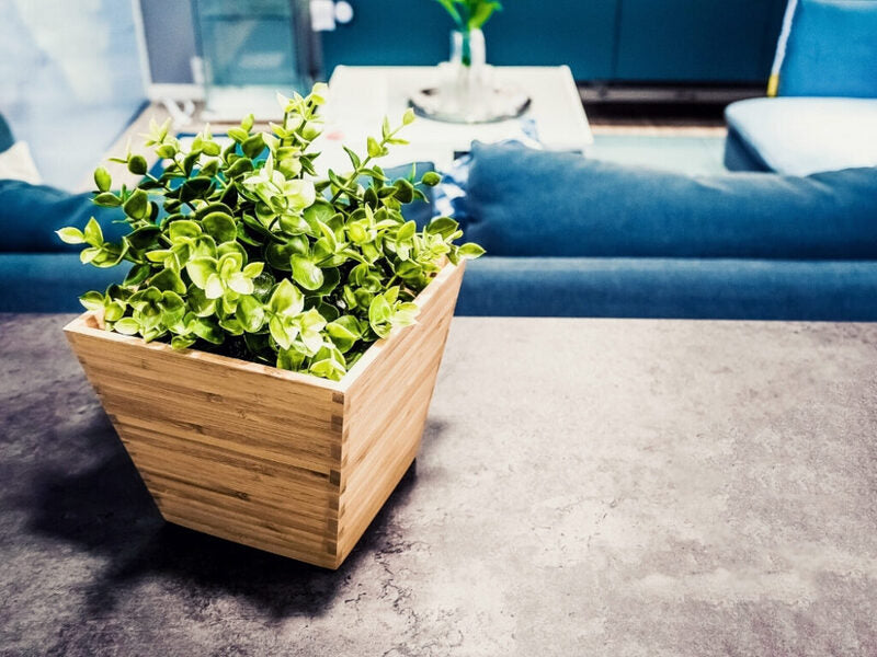 Artificial Plants vs. Real Plants: Which is Better for Your Home or Office