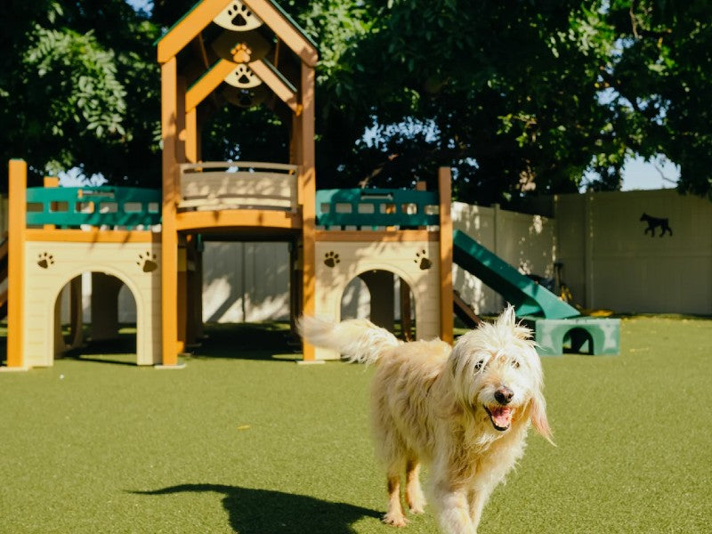 🐾 Your Backyard: The Ultimate Pet Playground! 🐾