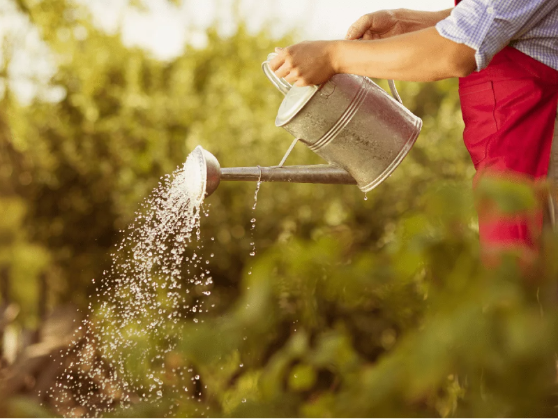 Beat the Heat with Our Water-Wise Gardening Guide - Part 2! 🌞💦🌱