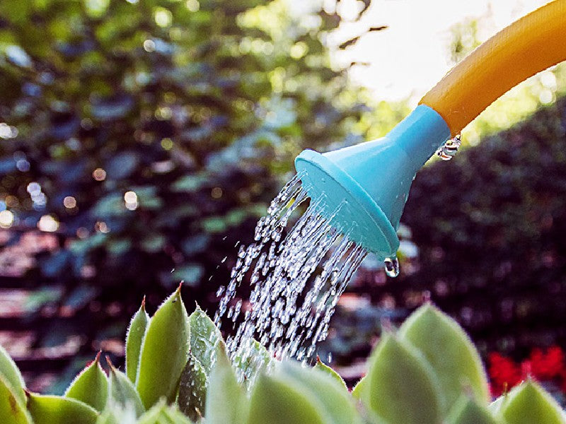 💧🌿 Beat the Aussie Heat: Your Summer Guide to Water-Saving Gardening (Part 1)🌱🌞