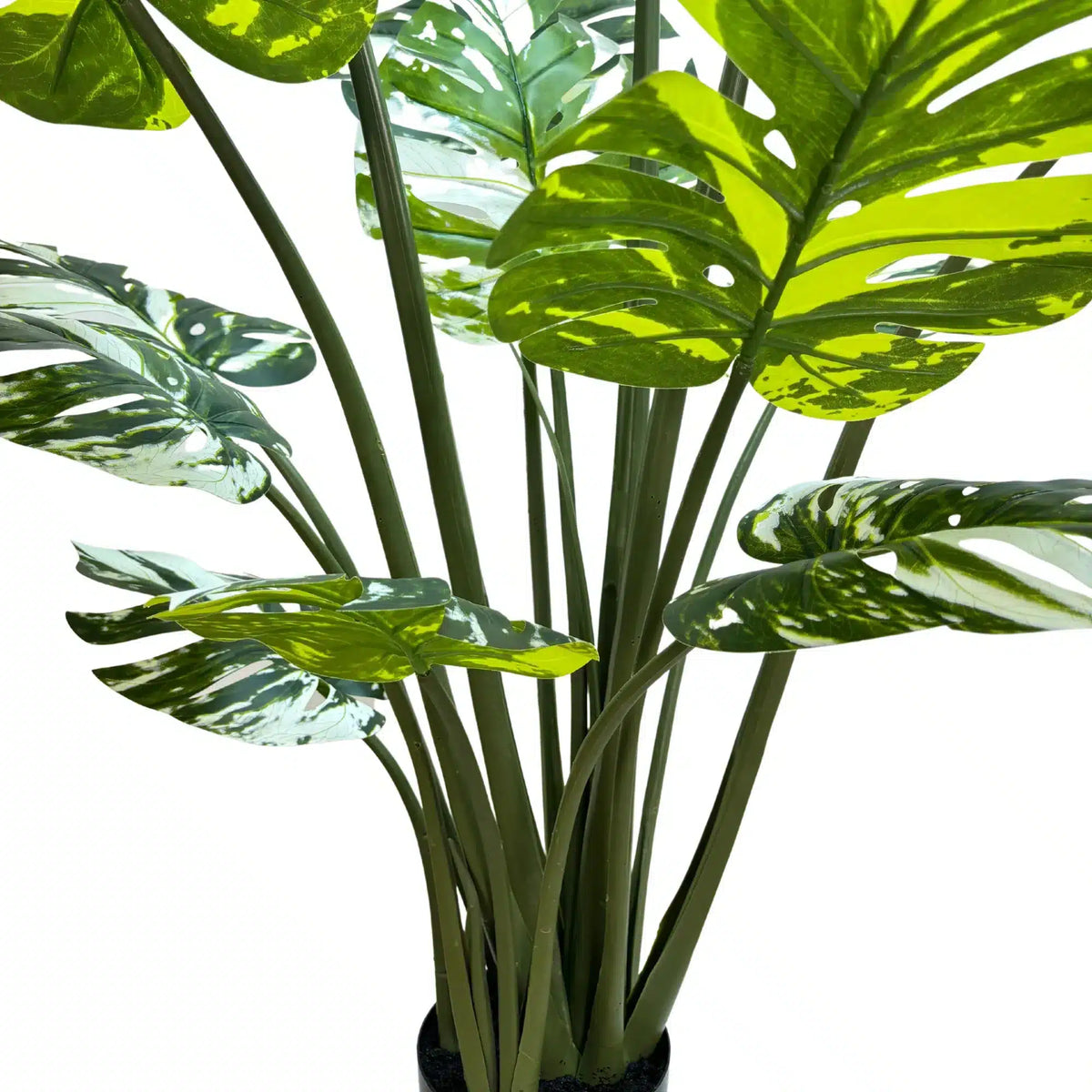 Premium Artificial Potted Monstera Albo 150cm