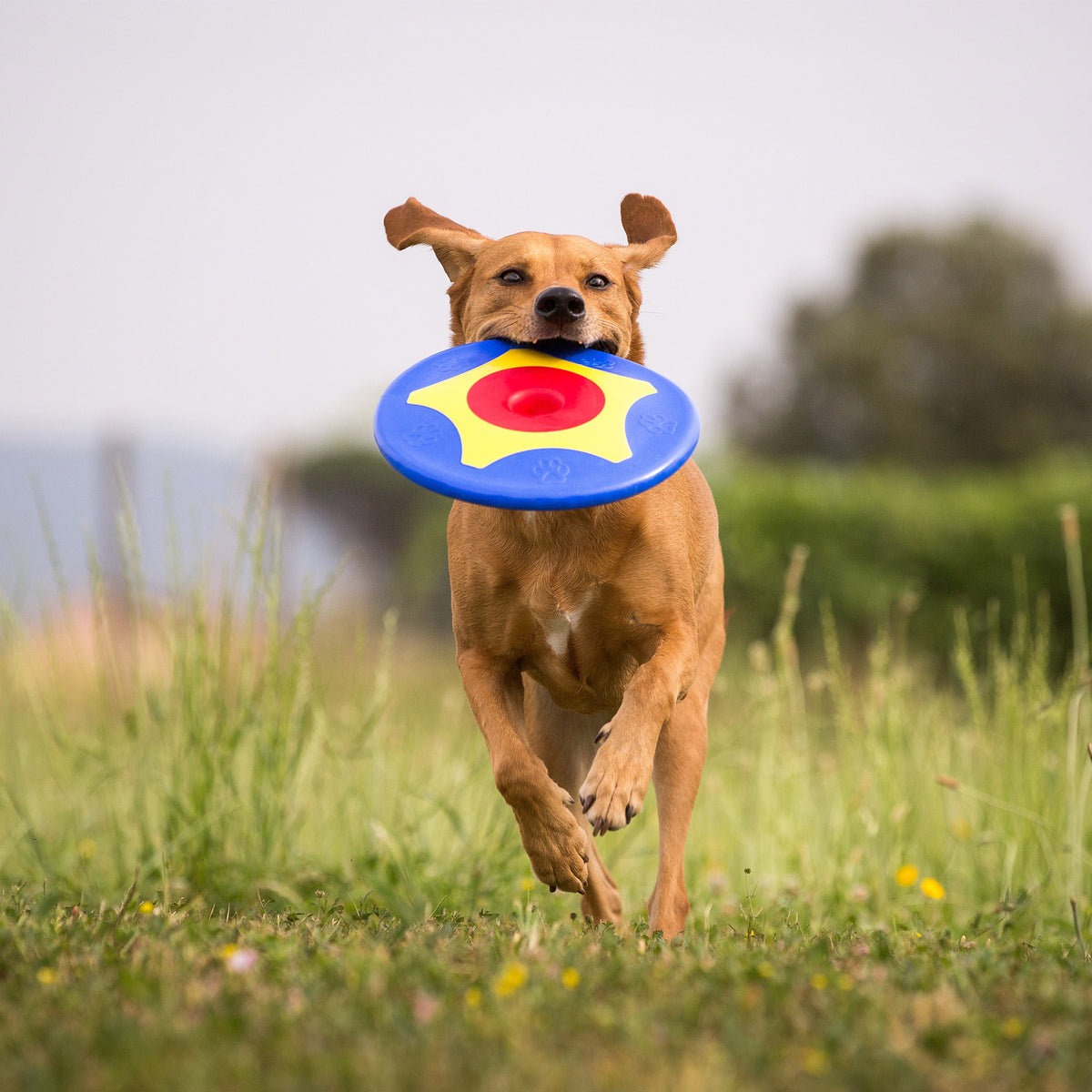 Trotto Frisbee