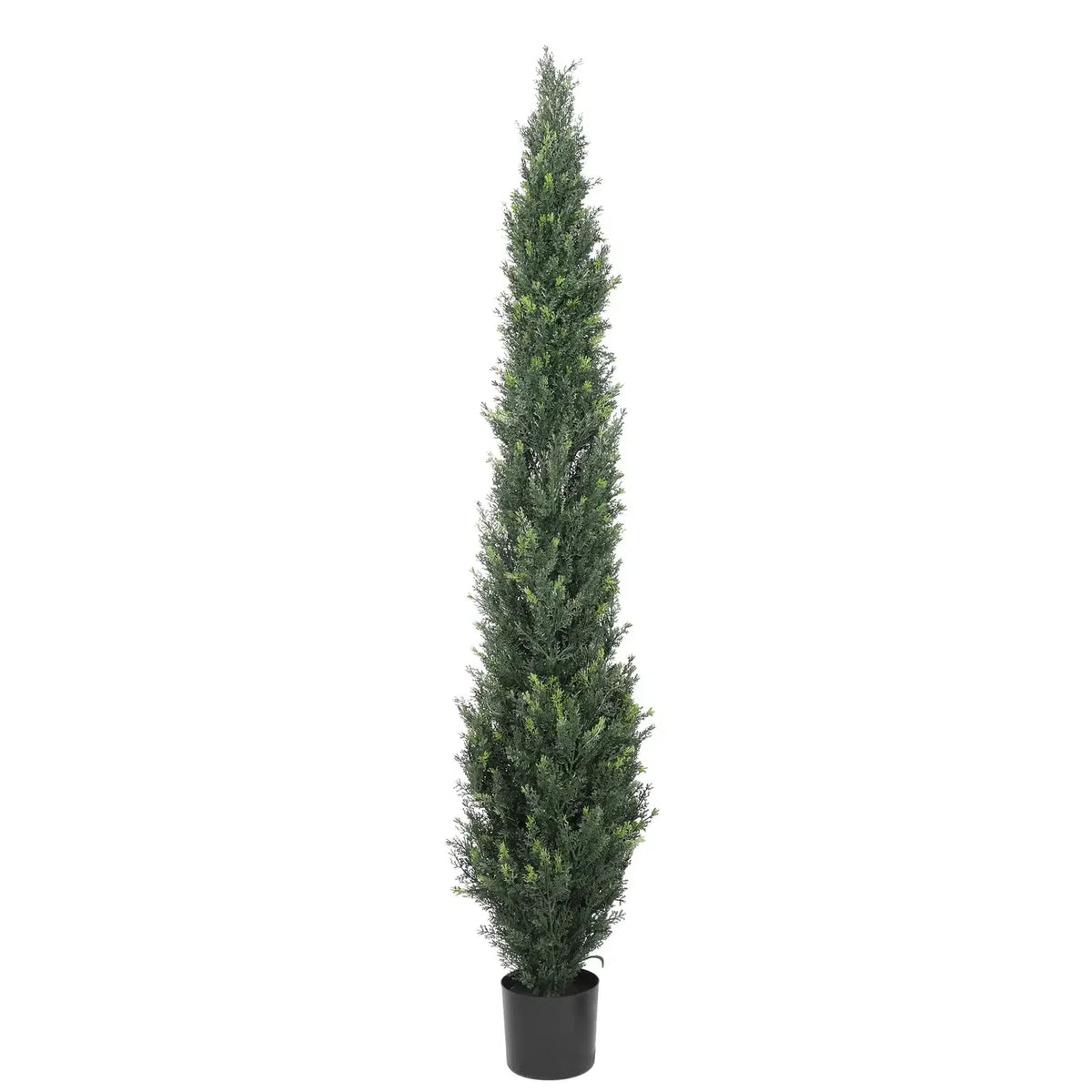 Cypress Pine Tree UV Resistant 1.8M - New