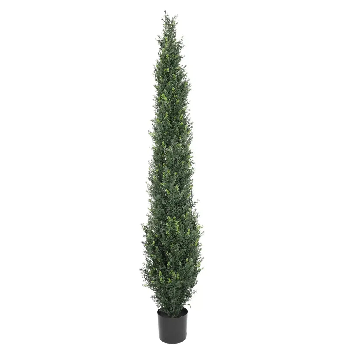 Cypress Pine Tree UV Resistant 1.8M - New