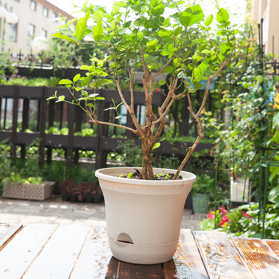 SOGA 19.5cm White Plastic Plant Pot Self Watering Planter Set of 3