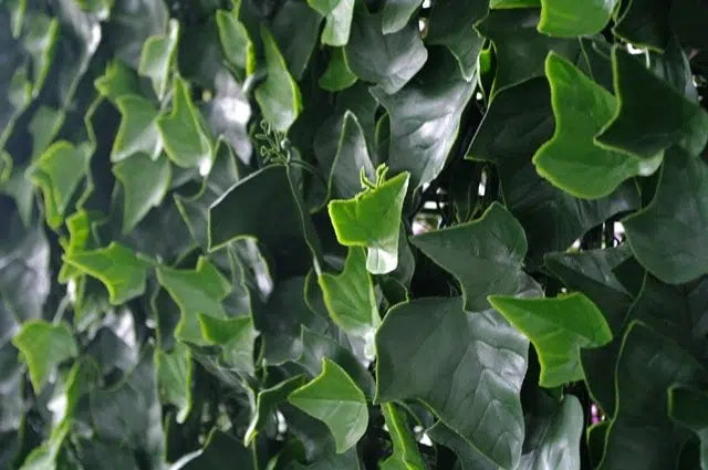 Boston Ivy Leaf Screen Green Wall Panel UV Resistant 1m x 1m