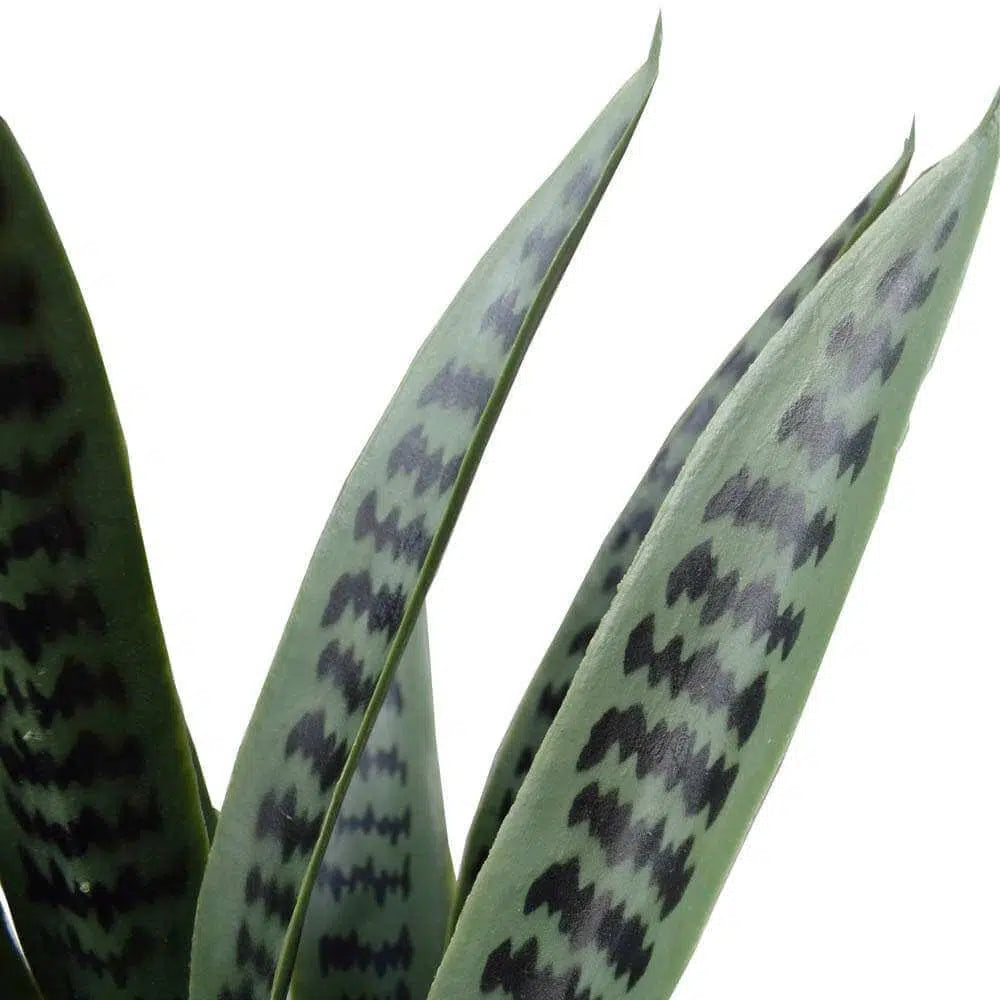 Artificial Snake Plant Sansevieria UV Resistant 60cm