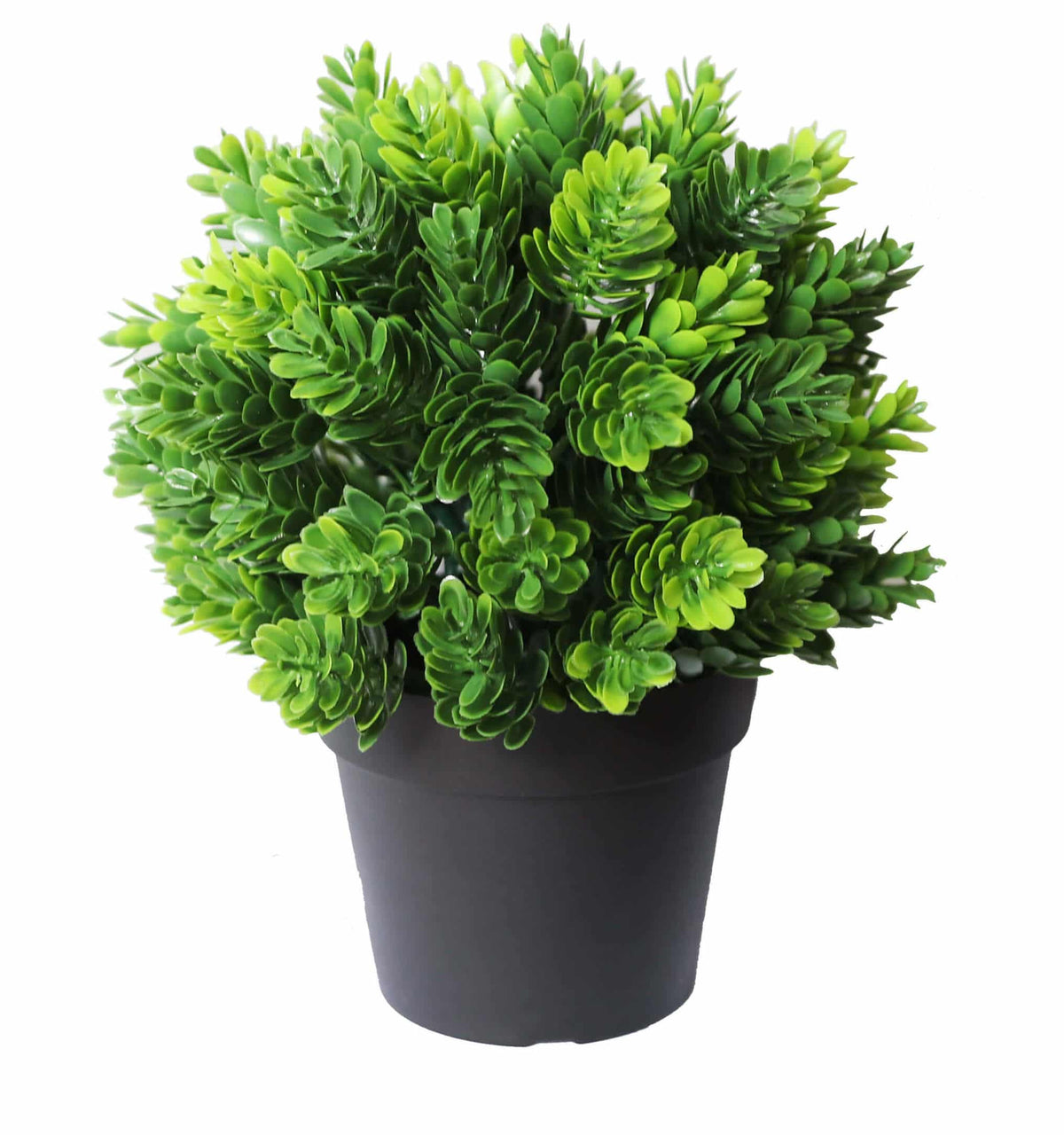 UV Treated 20cm Small Potted Plants Bundle