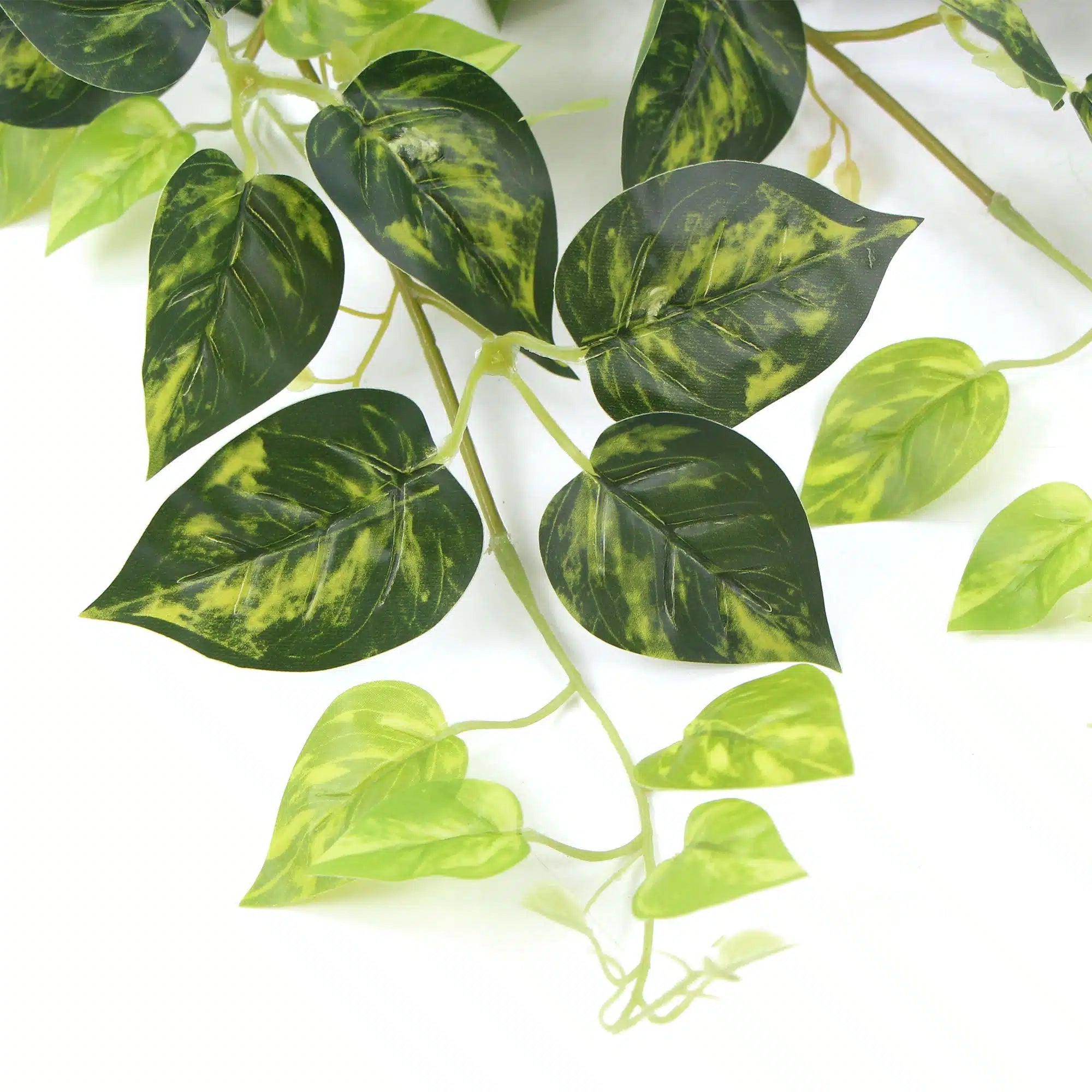 devil ivy philodendron Heart Leaf Philodendron Hanging Creeper Bush (Devils Ivy) 78cm