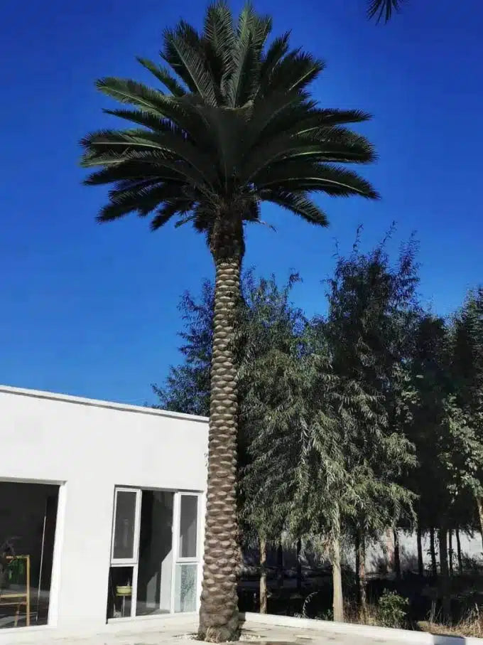 Tall Artificial Canary Palm Tree (4m to 7m) UV Resistant