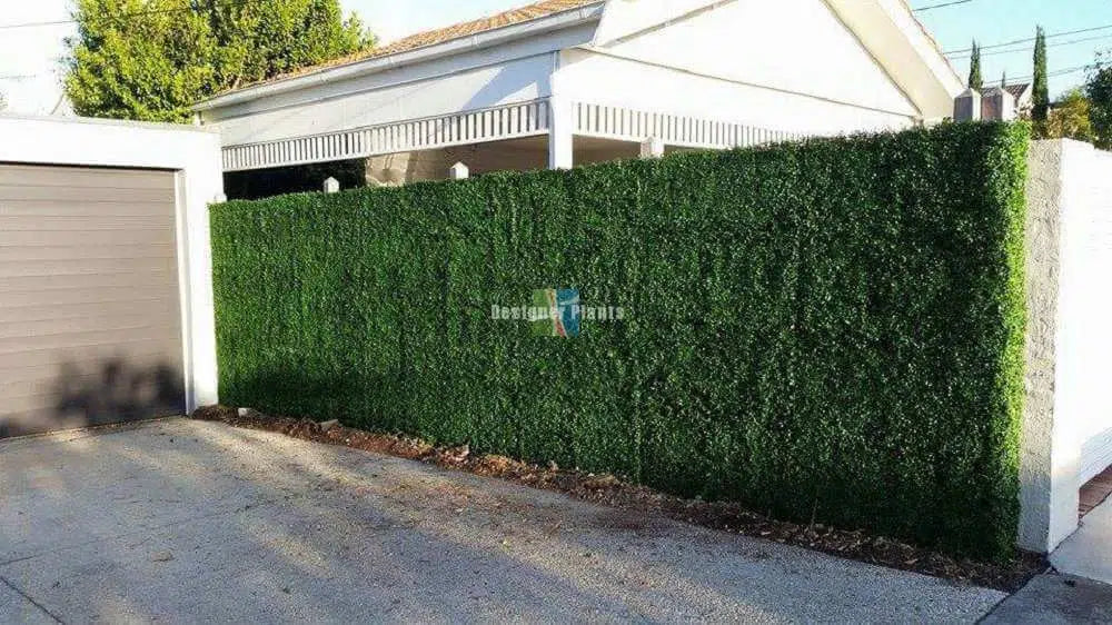 Boxwood Hedge Screen Green Wall Panel UV Resistant 100cm x 100cm