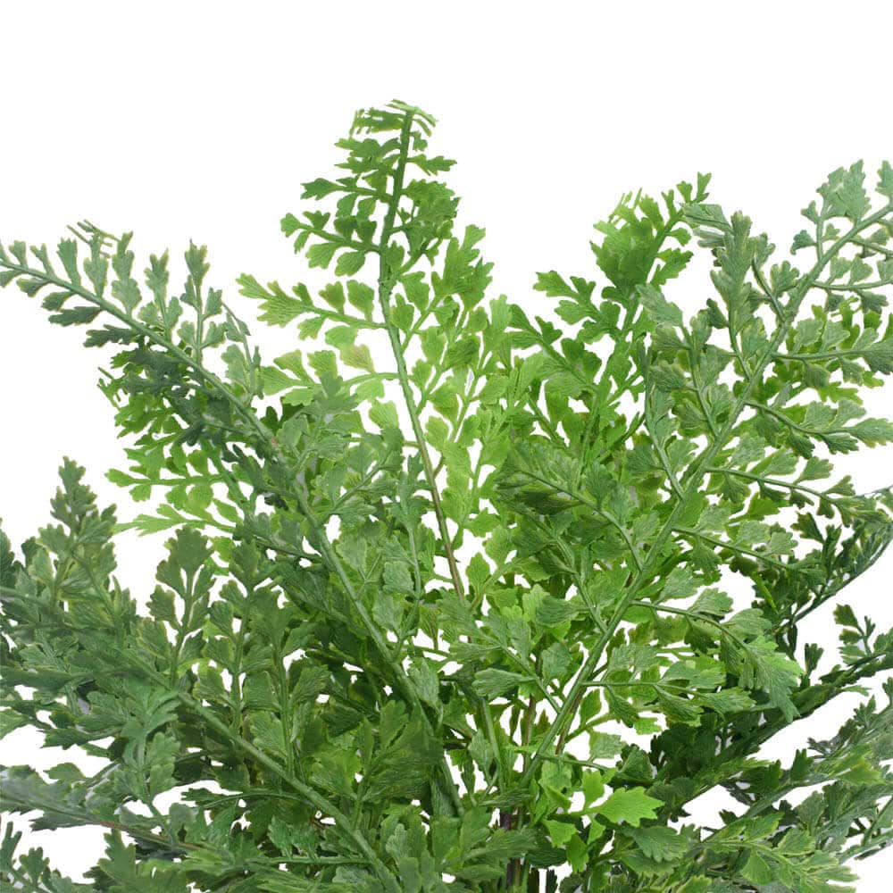 Faux Maiden Hair Fern Stem 40cm - Active Workspace