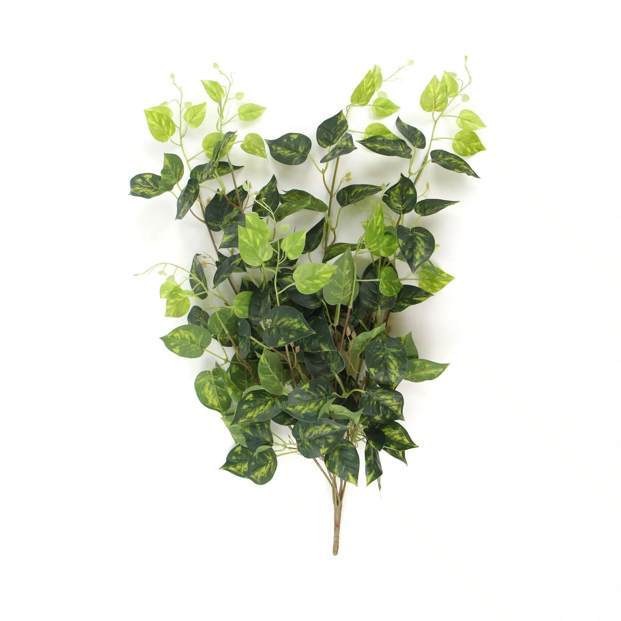 philodendron ivy buy Heart Leaf Philodendron Hanging Creeper Bush (Devils Ivy) 78cm