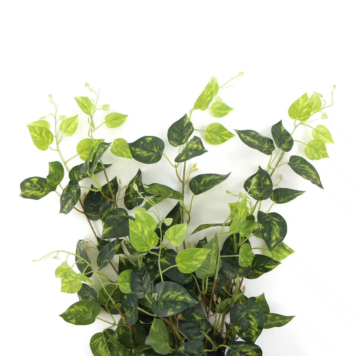 Heart Leaf Philodendron Hanging Creeper Bush (Devils Ivy) 78cm