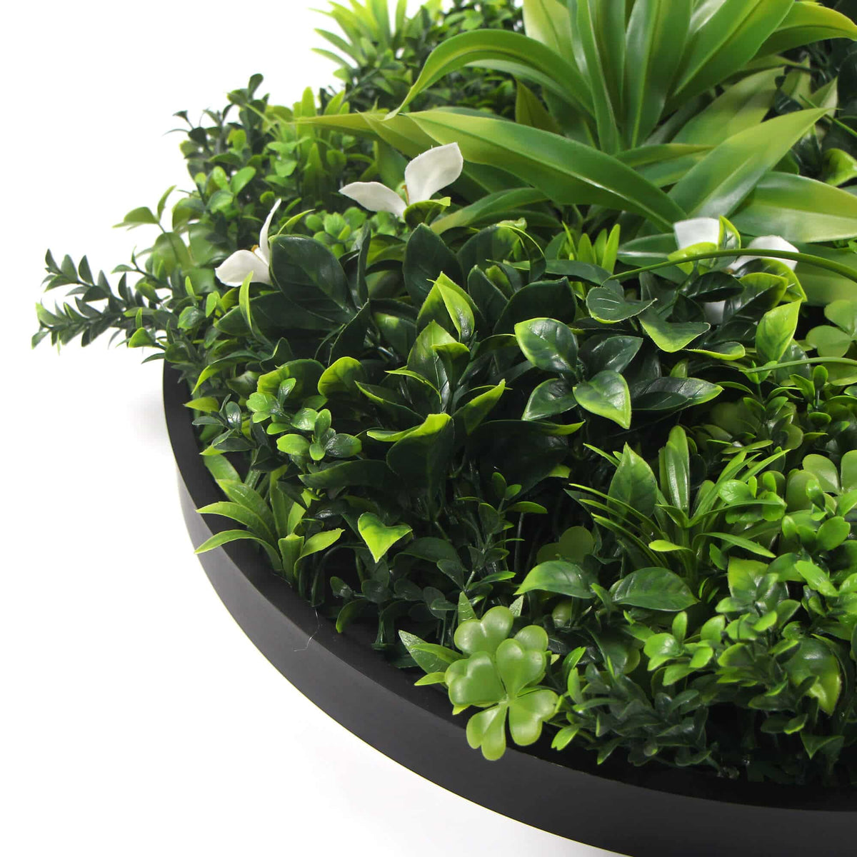 Flowering White Artificial Green Wall Disc UV Resistant 75cm Frame