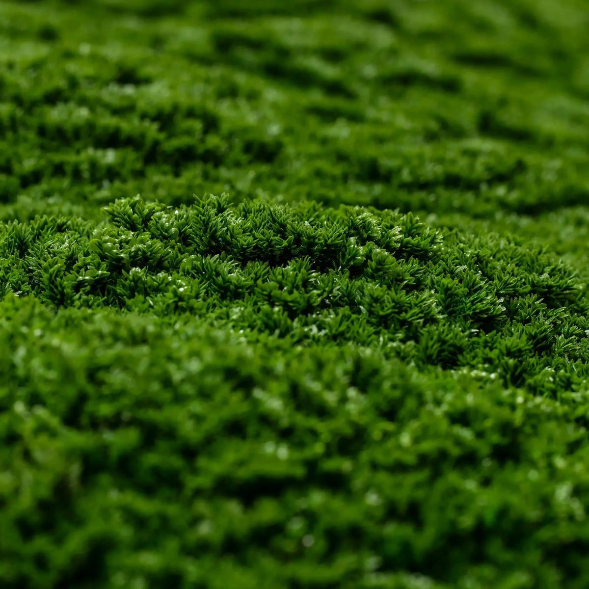 Dark Natural Green Artificial Moss / Green Wall UV Resistant 1m x 1m - Active Workspace