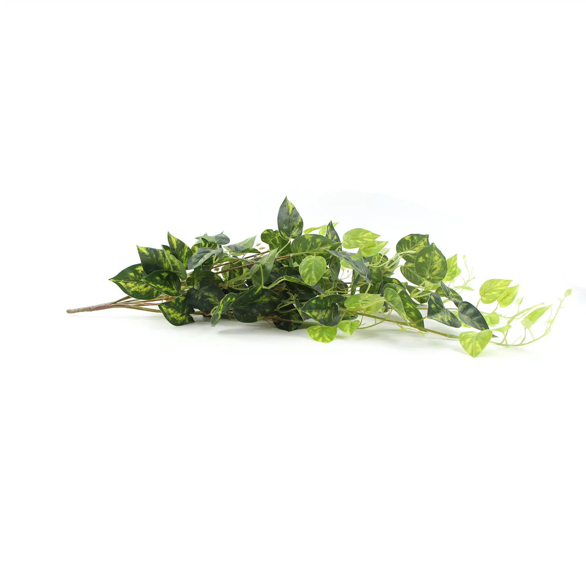 Heart Leaf Philodendron Hanging Creeper Bush (Devils Ivy) 78cm