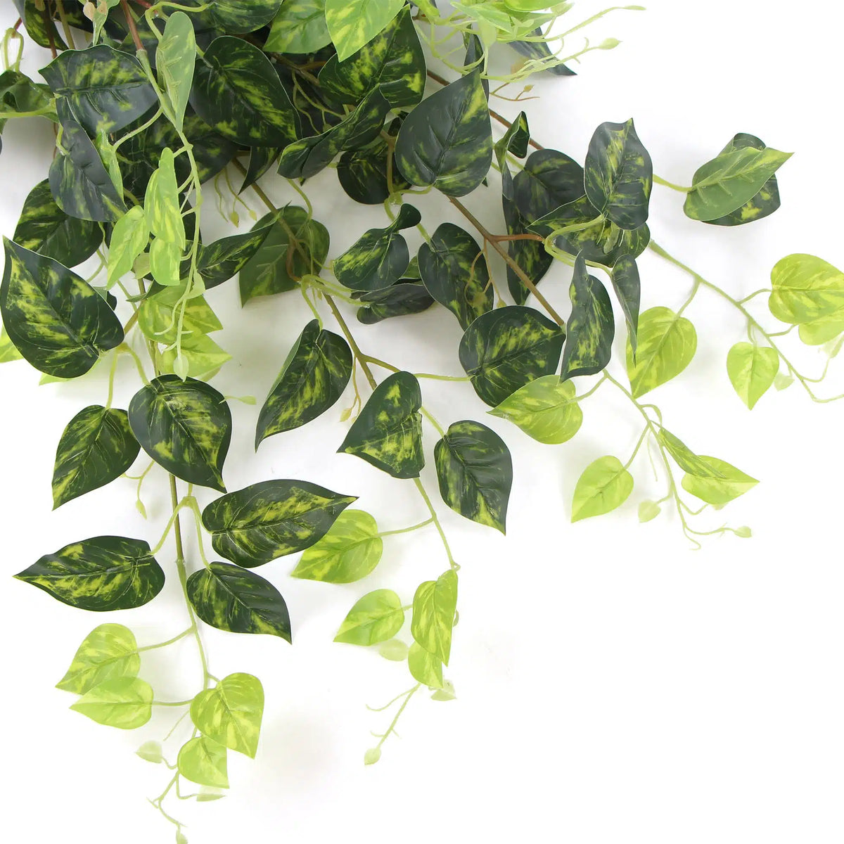 Heart Leaf Philodendron Hanging Creeper Bush (Devils Ivy) 78cm