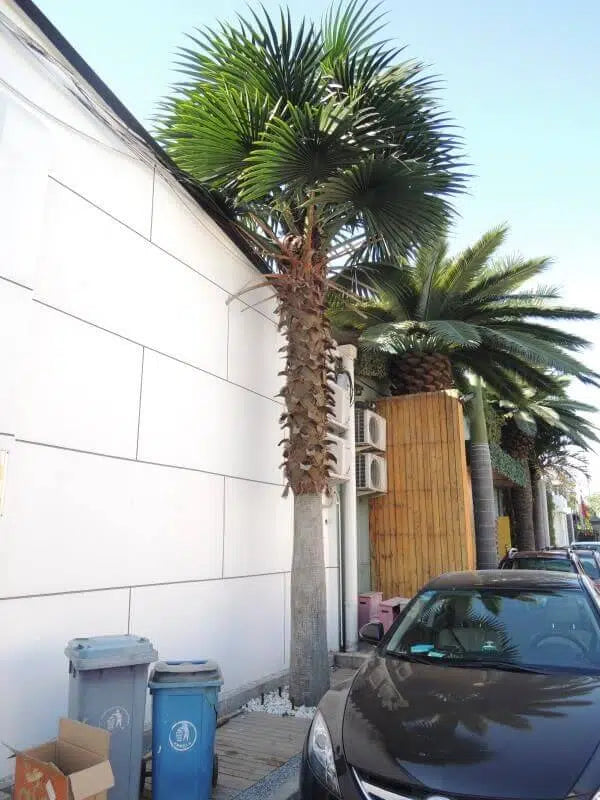 Tall Artificial Fan Palm Tree (4m to 7m) UV Resistant