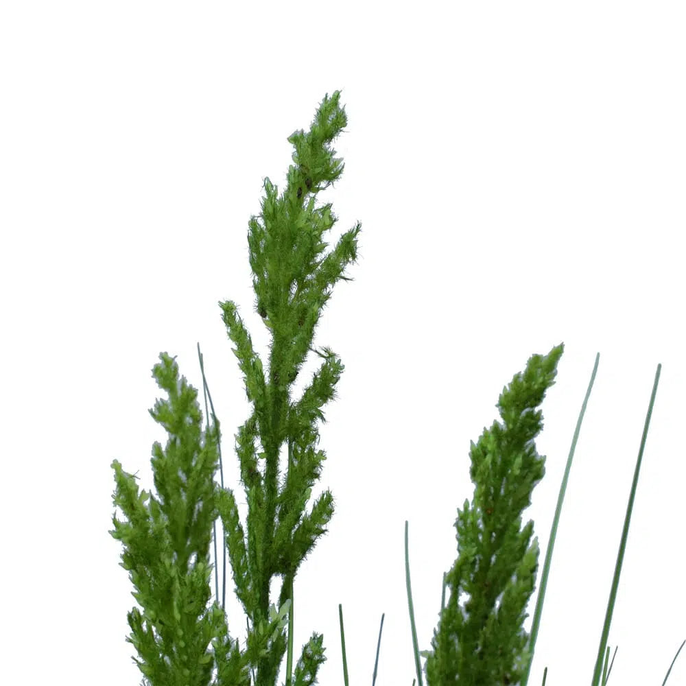 Flowering Native Grass 120cm