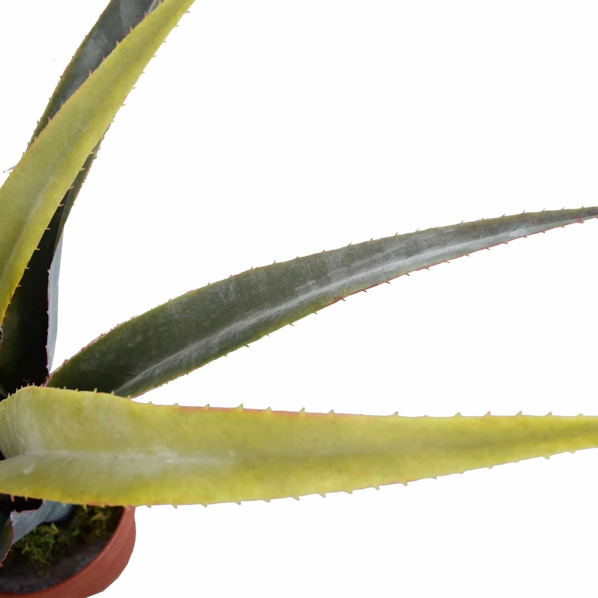 Artificial Dracaena Potted Plant 80cm