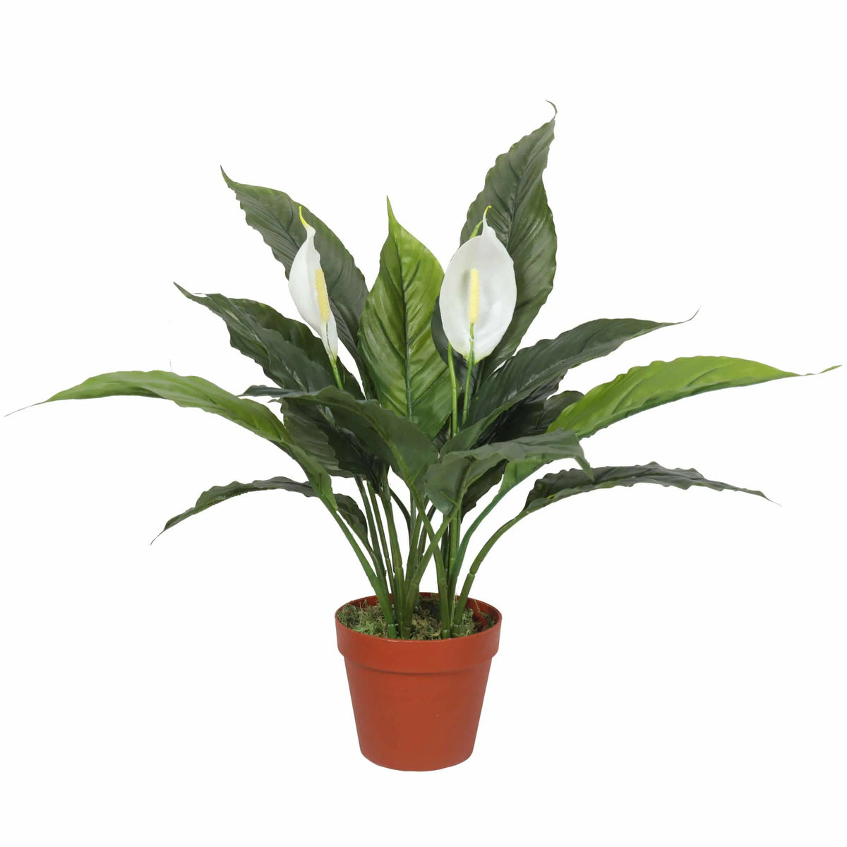 Artificial Spathiphyllum Peace Lily Plant with White Flowers 60cm - Active Workspace