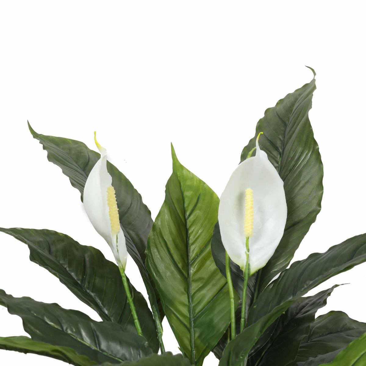 Artificial Spathiphyllum Peace Lily Plant with White Flowers 60cm - Active Workspace