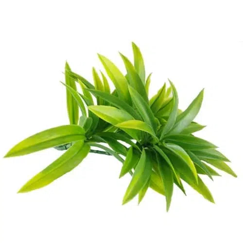 Dracaena (Yucca) Stem UV Resistant