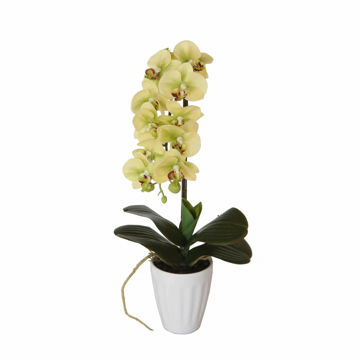 40cm Butterfly Artificial Orchid Cream