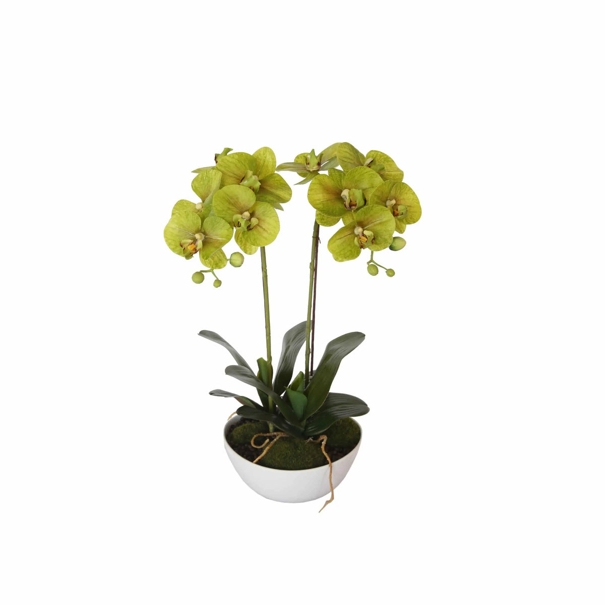 Two Stem Butterfly Artificial Orchid Cream 50cm