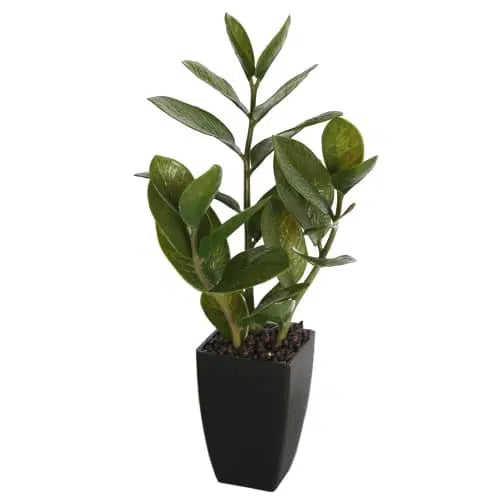 Potted Zanzibar 46cm