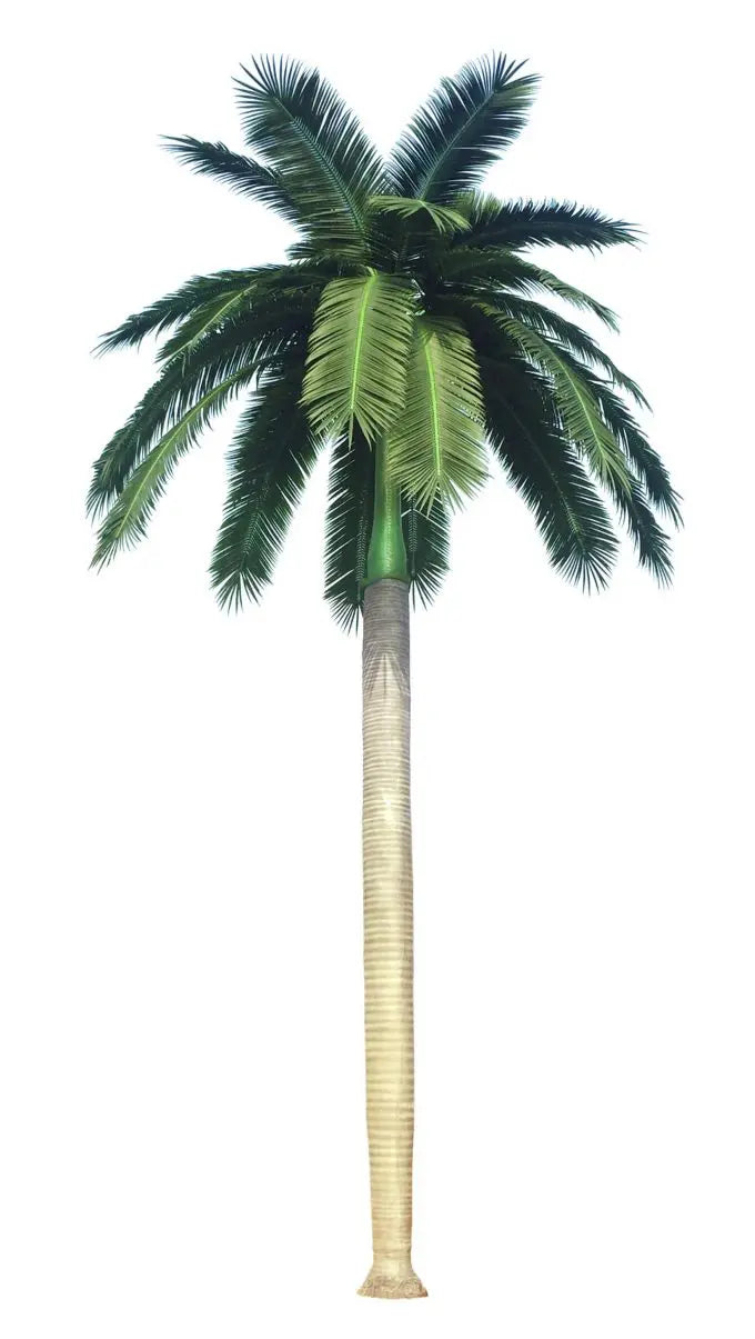 Tall Artificial Royal Coconut Palm Tree (4m to 7m) UV Resistant