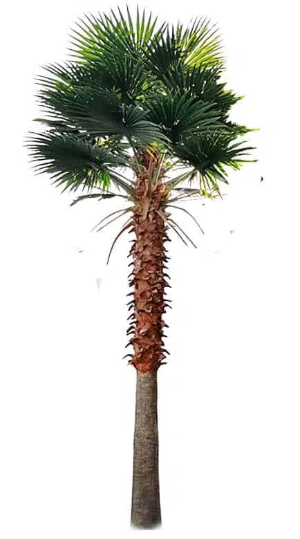 Tall Artificial Fan Palm Tree (4m to 7m) UV Resistant