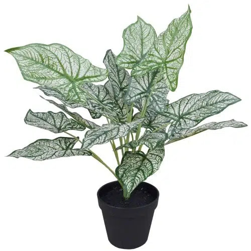 Artificial Potted White Evergreen Aglaonema 40cm