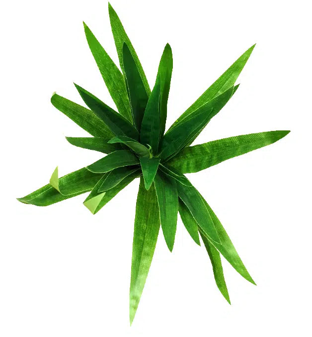 Aloe Vera Stem 30cm