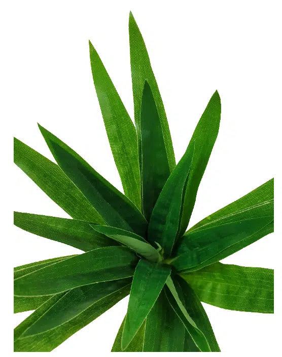 Aloe Vera Stem 30cm