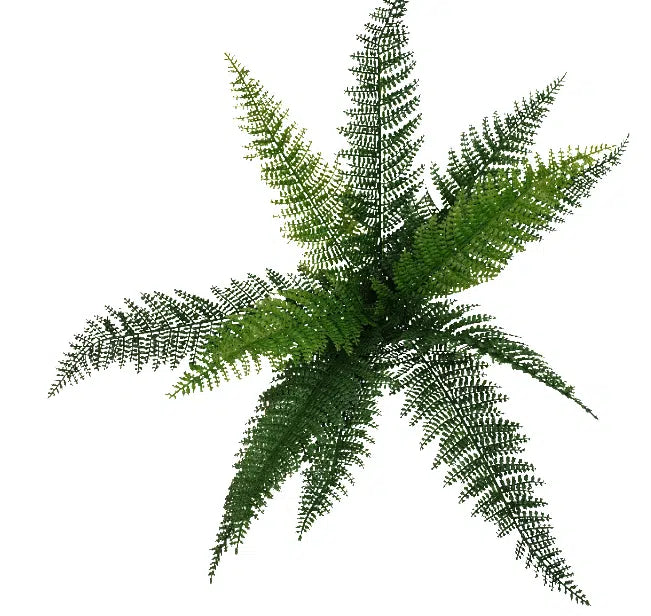 Dense Fern Stem 45cm