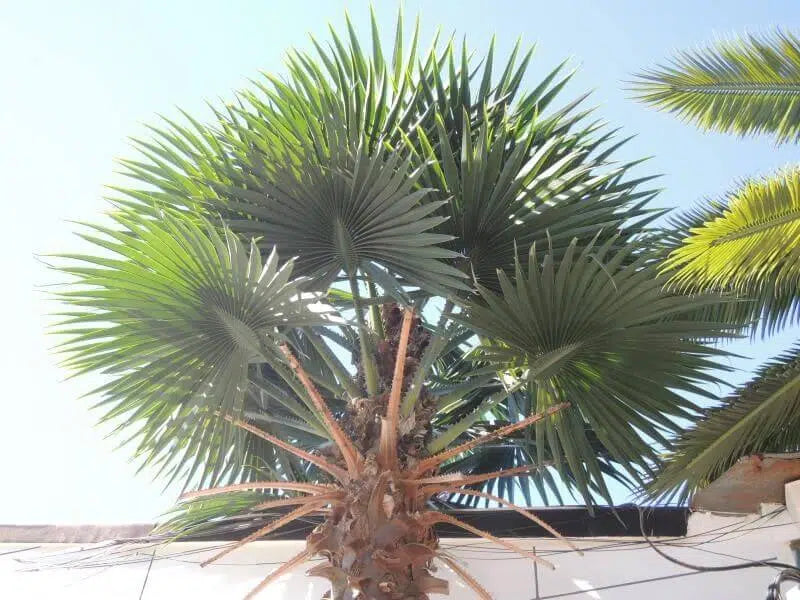 Tall Artificial Fan Palm Tree (4m to 7m) UV Resistant