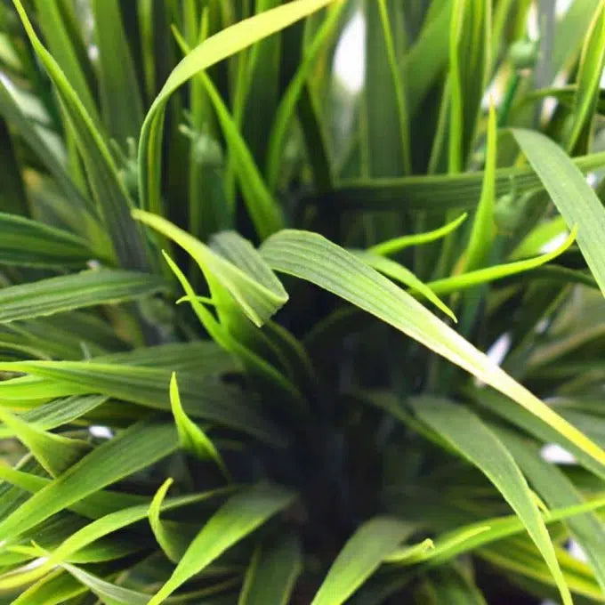 Artificial Ornamental Potted Dense Green Grass UV Resistant 38cm