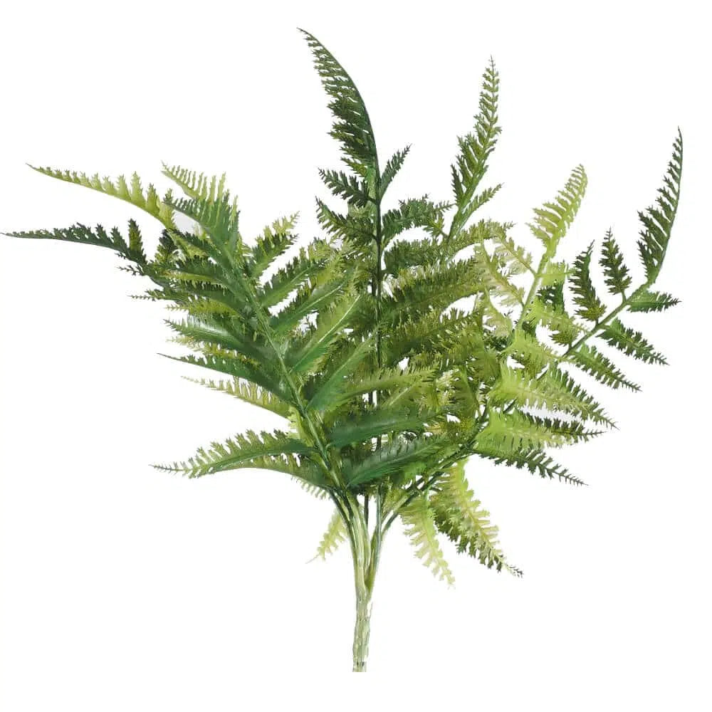 Dryopteris Fern Stem 30cm