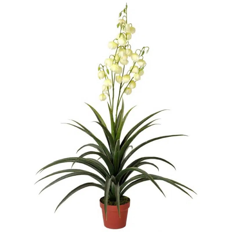 Yucca Gloriosa 120cm